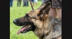 The National Police Association Asks Colorado Legislature to Increase Protections for Service and Police Animals