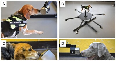 The study suggests that canine scent detection may be a promising screening tool for the diagnosis of cancer in dogs, with the potential to improve the overall quality of life and lifespan of canine cancer patients.