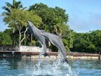 Dolphin Discovery Puerto Aventuras, 25 Años de Destacar en Bienestar Animal