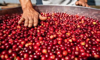 Photo shows that farmers sort harvested coffee fruit at Yatang Valley Coffee Farm in Pu'er, Yunnan province. (PRNewsfoto/Xinhua Silk Road)