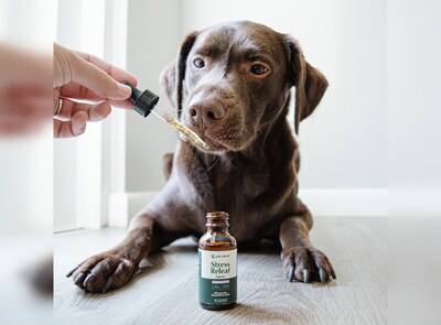 Pet Releaf's full-spectrum USDA Organic Stress Releaf CBD Oil with Ashwagandha is perfect for upcoming travel, fireworks, thunderstorms, and more.