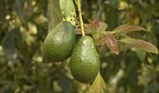 The Avocado Institute Highlights Important Biodiversity Efforts Ahead of Earth Day