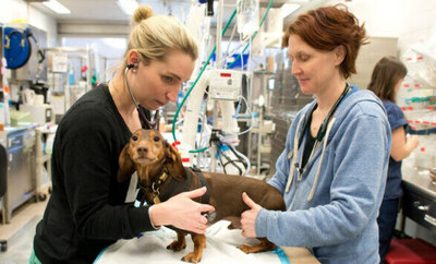 The Schwarzman Animal Medical Center, the largest non-profit animal hospital in the world, announced recertification as the only Level 1 Veterinary Trauma Center in New York City, and one of just five worldwide.
