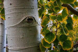 Earth Day, 2023: Friends of Pando Begins Publishing Record of World's Largest Tree