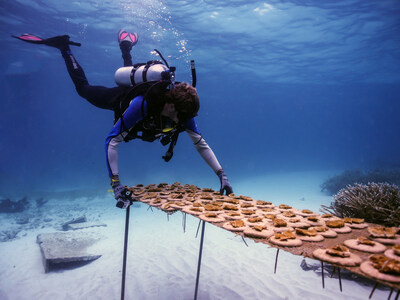 Coral Restoration Fundación Grupo Puntacana