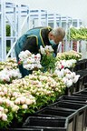 新华社丝绸之路:E. Heze na China abre canal verde para exportações de flowers frescas para Los Angeles