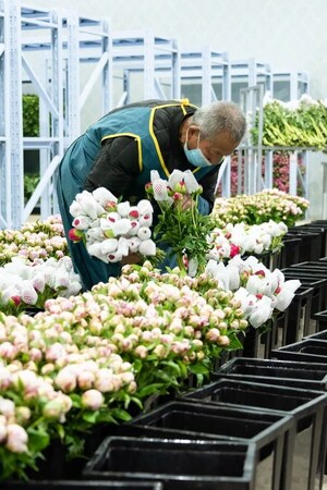 Xinhua Silk Road: E. Heze na China abre canal verde para exportações de flores frescas para Los Angeles