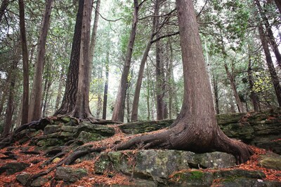 Crawford Lake Conservation Area in the Bronte Creek watershed. Photo courtesy of Conservation Halton. (CNW Group/407 ETR Concession Company Limited)
