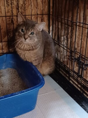 Toronto Cat Rescue responding to over 135 cats needing rescue from a hoarding situation (CNW Group/Toronto Cat Rescue)