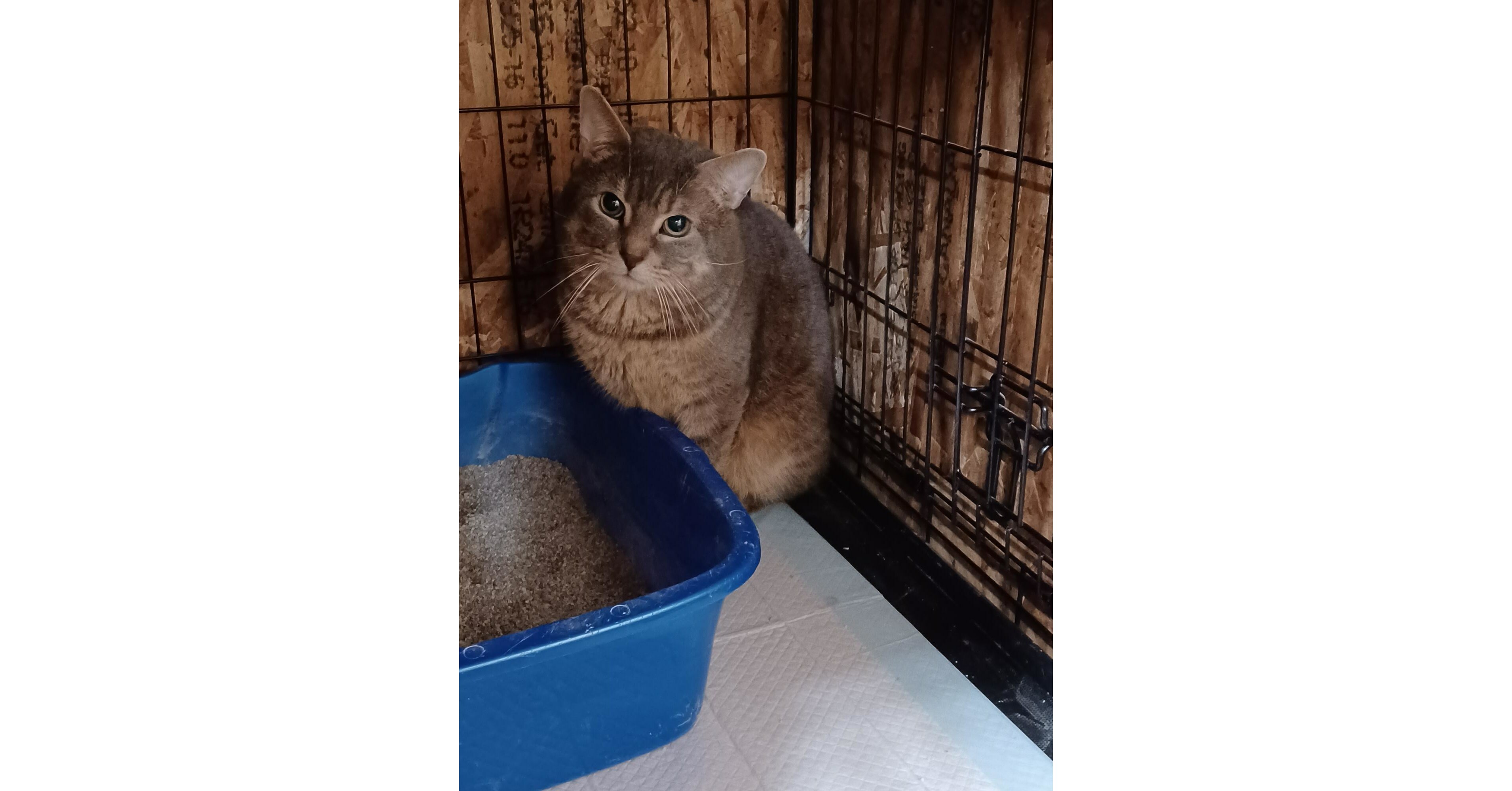 Toronto Cat Rescue Intaking 135 Cats Saved from Single Home Hoarding