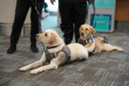 Independence unleashed: Toronto Pearson, WestJet, Lions Foundation of Canada Dog Guides celebrate International Guide Dog Day
