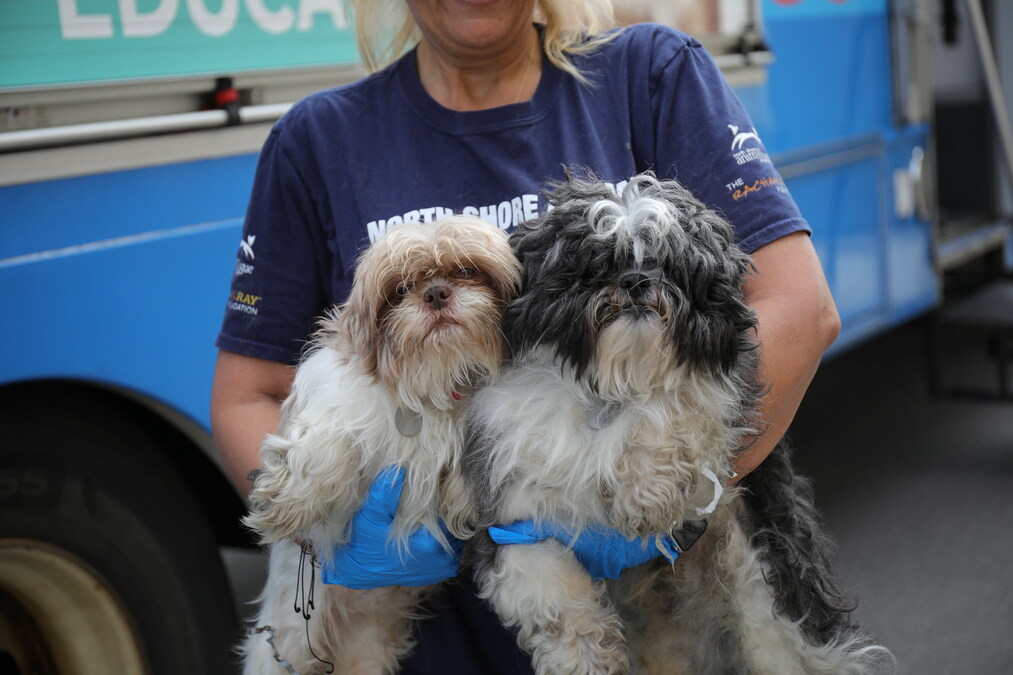 THOUSANDS OF ANIMALS WILL FIND LOVING HOMES AS NORTH SHORE ANIMAL LEAGUE AMERICA KICKS OFF 29TH ANNUAL GLOBAL PET ADOPTATHON® - Vimarsana News