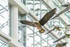 CF Toronto Eaton Centre's Beloved Flight Stop Art Installation Returns