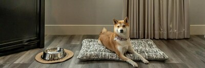 Oceanic Enterprises Happy to Celebrate National Pet Month, Travel to These Incredible Properties With Your Furry Friends!
