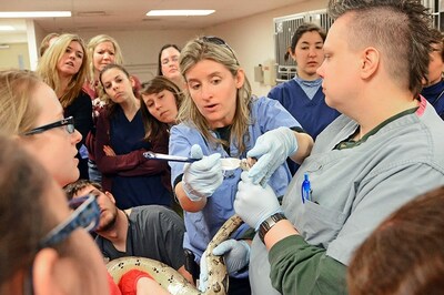 Dr. Jennifer Graham demonstrates an oral examination of a red-tailed boa using a rubber spatula as a speculum