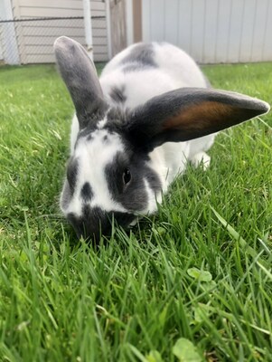 Skunk, an adorable bunny from Tonawanda, New York, survived a potentially deadly meal after snacking on an avocado leaf.