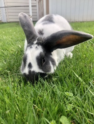 Hide That Guacamole This Cinco de Mayo if You Have a Pet Rabbit