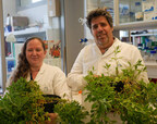 Weizmann Institute Scientists Unveil "Parallel Evolution of Cannabinoid Biosynthesis" Breakthrough Study in Nature Plants Journal