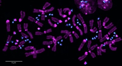 Paired chromosomes during meiosis. Essential A chromosomes are in magenta and B chromosomes are cyan.