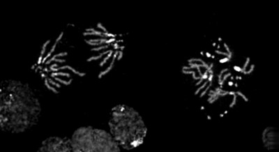 Chromosomes in anaphase (left) and metaphase (right) from larval brain tissue. Larva has 13 B chromosomes in addition to eight essential A chromosomes. DNA is stained with DAPI.