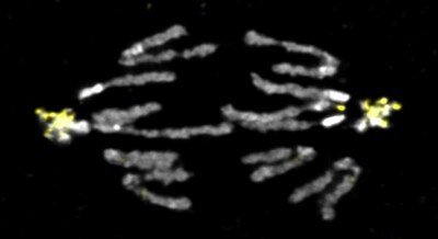 Chromosomes in anaphase with B chromosomes and Chromosome 4 highlighted in yellow using a special sequence recognition probe.