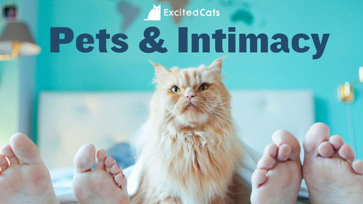 DO PETS CURB COITUS? 56% SAY YES - ExcitedCats' Fascinating Survey Results! - Vimarsana News
