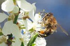 World Bee Day May 20 - How to Help Your Local Bees