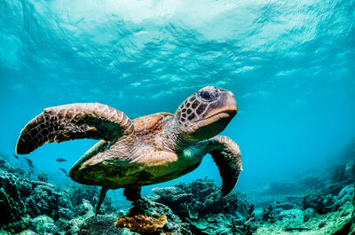 SAS will apply crowd-driven AI and machine learning to help protect endangered sea turtles.
