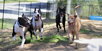 The National Playgroup Rockstars Adoption Event is happening at more than 30 animal shelters around the country to showcase social adoptable dogs in a fun and playful environment.