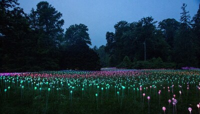 Similar to Field of Light in Longwood Gardens, PA (pictured), Field of Light at Freedom Plaza will feature 
an array of 17,000 fiber-optic stemmed spheres that immerse viewers in an ethereal landscape. 
Copyright © 2022 Bruce Munro. All rights reserved. Photography by Serena Munro.