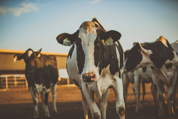 A new peer-reviewed study published by researchers from the CLEAR Center at the University of California at Davis shows the California dairy sector is on target to reach the state’s world leading methane reduction goals and can reach climate neutrality by 2030.