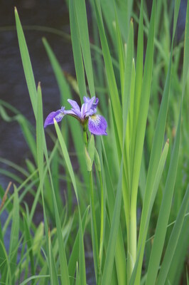 Un magnifique iris dans un milieu humide (Groupe CNW/Canards Illimits Canada)