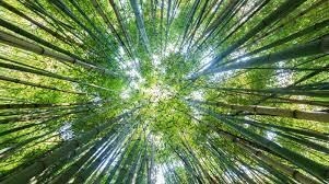 100% sustainable bamboo fiber