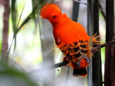 Andean Cock-of-the-rock, Photo credit: Courtesy of Manakin Nature Tours.