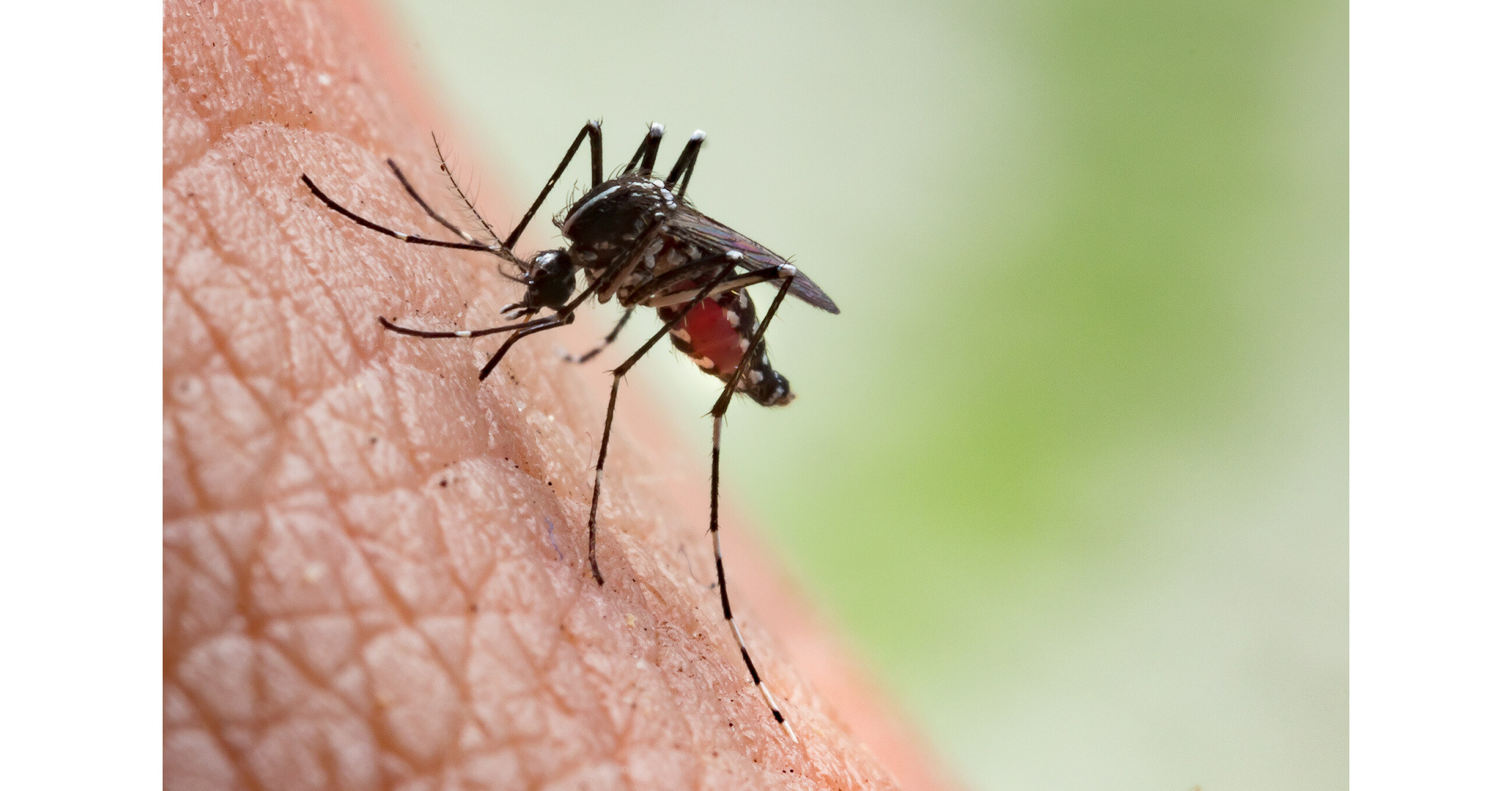 Mosquitoes are Ready for Their CloseUp Los Angeles Ranks 1 for Third