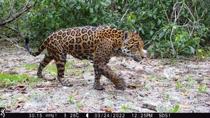 Huawei e parceiros anunciam primeiros jaguares confirmados na Reserva Estadual de Dzilam (México)