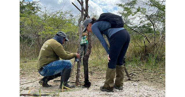 Huawei e parceiros anunciam primeiros jaguares confirmados na Reserva Estadual de Dzilam (M&eacute;xico)
