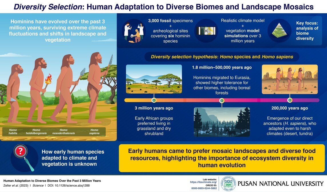 Human Evolution Linked to Ecosystem Diversity, Reveals a Pusan National University Study - Vimarsana News