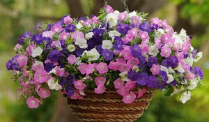 Wave Petunias Highlights 4 Science-Backed Ways Flowers can Improve Overall Wellness