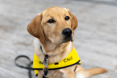 A canine star from Blind Trust: A Guide Dog's Journey (CNW Group/Accessible Media Inc. (AMI))