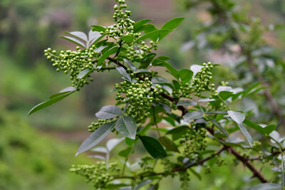 Well-growth Zanthoxylum bungeanum (Source IC photo)