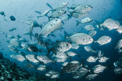 â€œSEAsonalityâ€�FOR WORLD OCEANS DAY RELAIS & CHATEAUX IS TAKING ACTION TO SERVE SUSTAINABLY CAUGHTFISH, CRUSTACEANS, AND MOLLUSKS