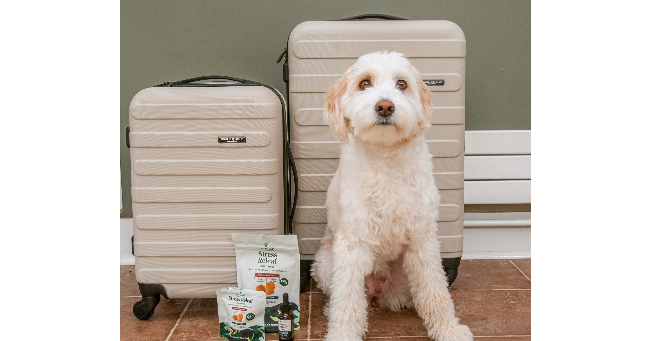 Traveling With Your Dog or Cat? Pet Releaf Shares Insights as Pet
