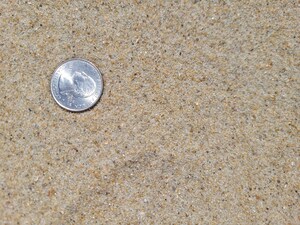 It's a snap for Memorial Day beachgoers to assist with coastal science project