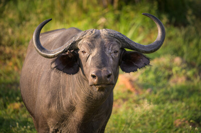 Researchers will study biomarkers in the blood of African buffalo to potentially provide fast and accurate ways to diagnose bovine tuberculosis and help control the spread of this common disease in animals.