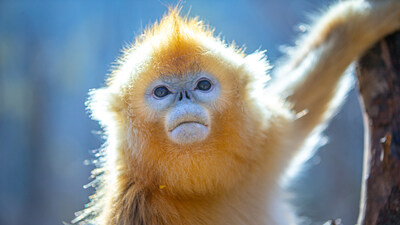 Golden snub-nosed monkeys are endemic to Shennongjia [Photo by Li Kaiyu/provided to chinaservicesinfo.com]