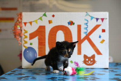 ASPCA celebrates its 10,000th foster kitten, Delta, in Los Angeles County.