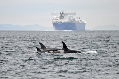 Killer whales traveling nearby a ship off the coast of British Columbia (CNW Group/Vancouver Fraser Port Authority)