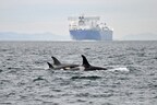 Port authority-led ECHO Program launches measures to protect endangered southern resident killer whales