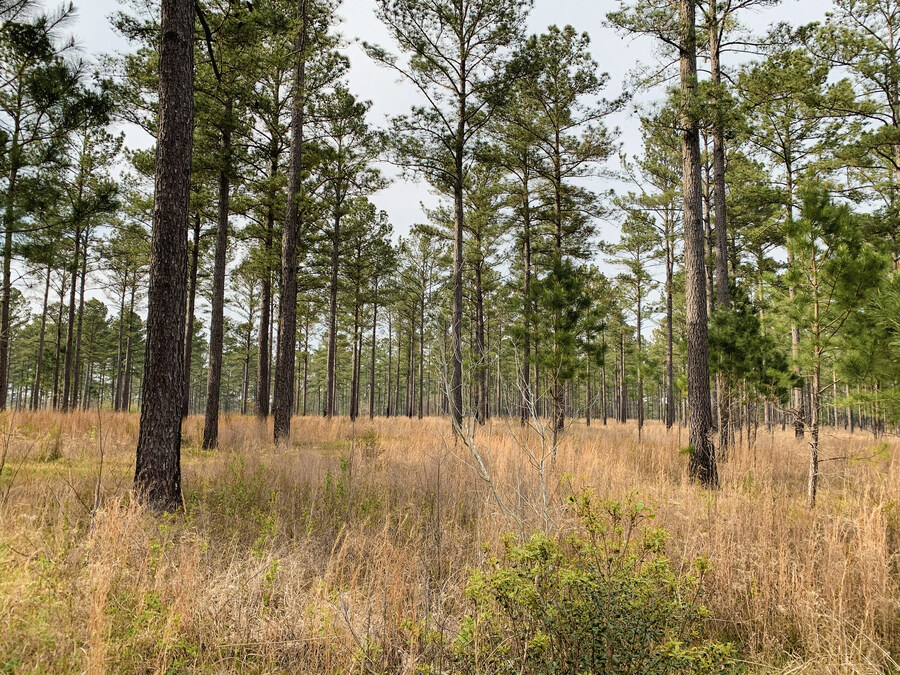 Enon-Sehoy Mitigation Bank Acquired by Westervelt Ecological Services - Vimarsana News